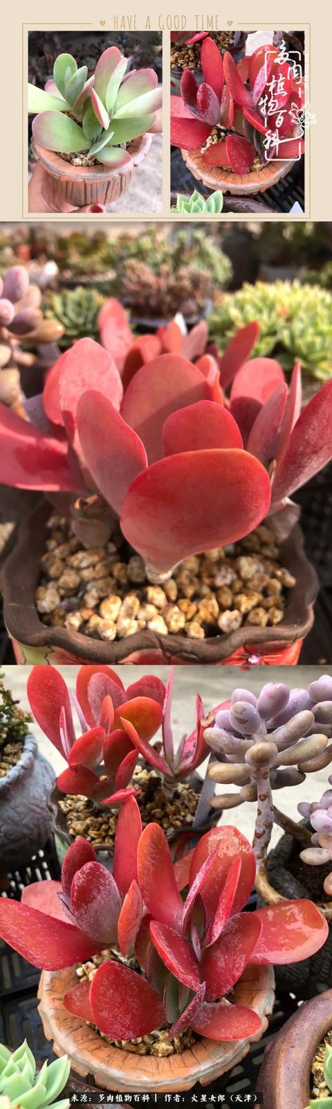 多肉长大后很可怕，多肉长大以后是什么样子的