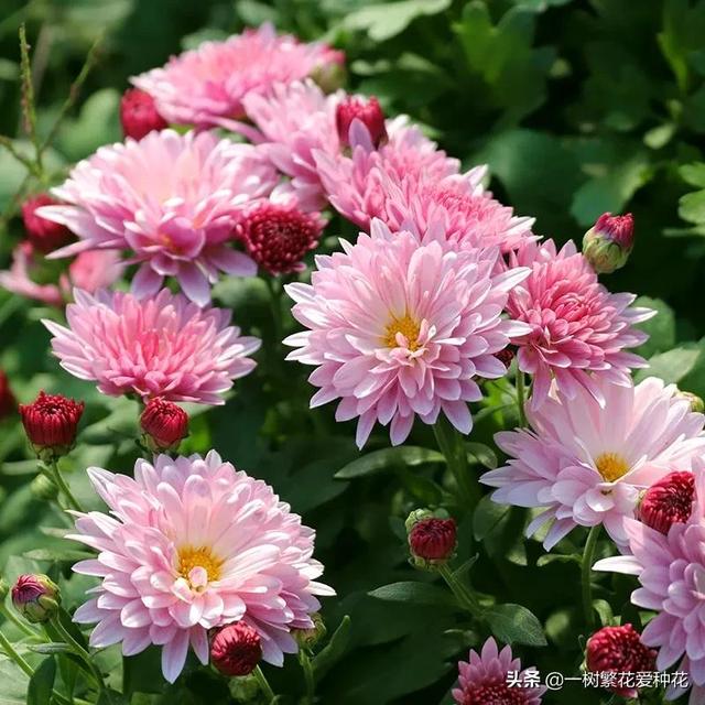 秋天有什么花容易养又好看，这20种花建议选几个