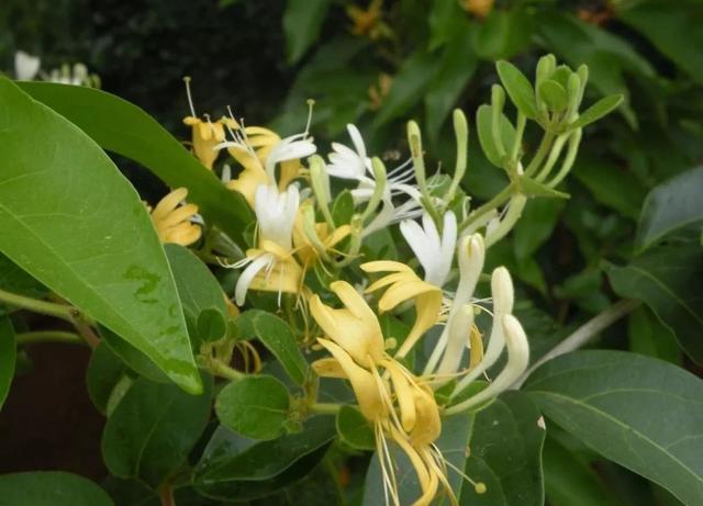 八种常见有毒花，这15种大毒花