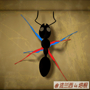 蚂蚁跟蜘蛛是昆虫吗，你能分辨吗这是蚂蚁