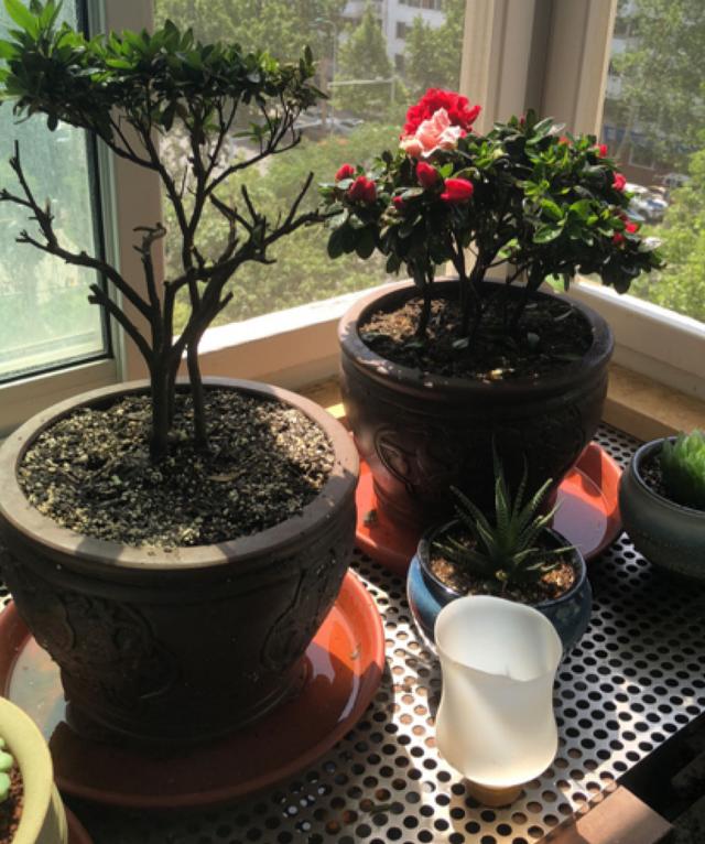 养花换个方法长得更旺，养花小技巧让你从新手到高手