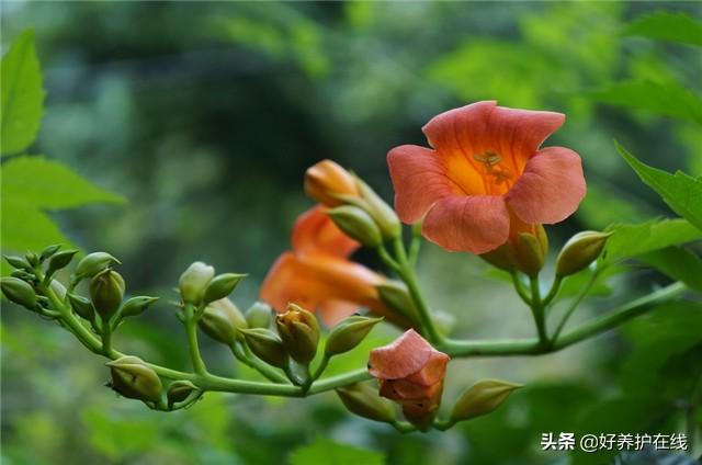 喇叭花什么时候开，喇叭花一般几点开放（喇叭花在什么季节开花）