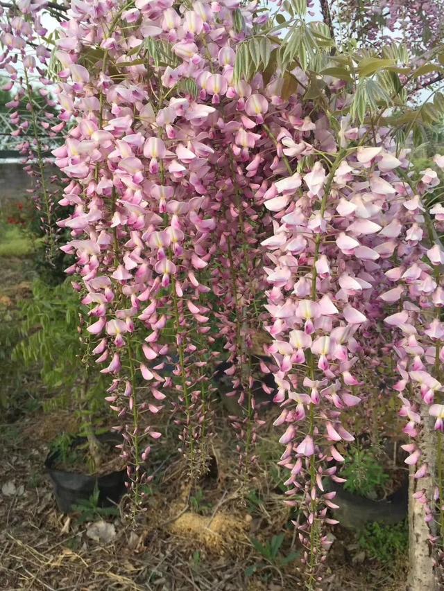 紫藤怎么养才能开花，不养一盆就太可惜了