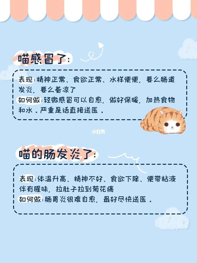 猫拉稀是什么原因导致的，猫咪拉稀的原因图解（猫常见的6种腹泻原因及应对措施）