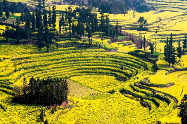 罗平油菜花最佳时间，去罗平看油菜花攻略