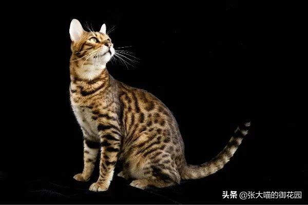 世界上十种凶猛猫咪品种排行榜，盘点十大最傻的猫咪品种