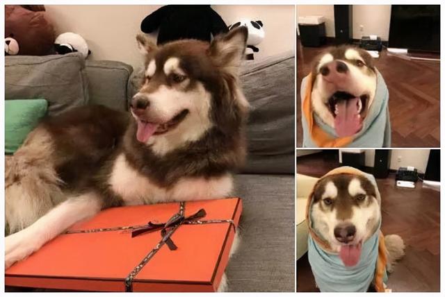 宠物宝珠都有什么，珠宝不是人的专属宠物也能佩戴