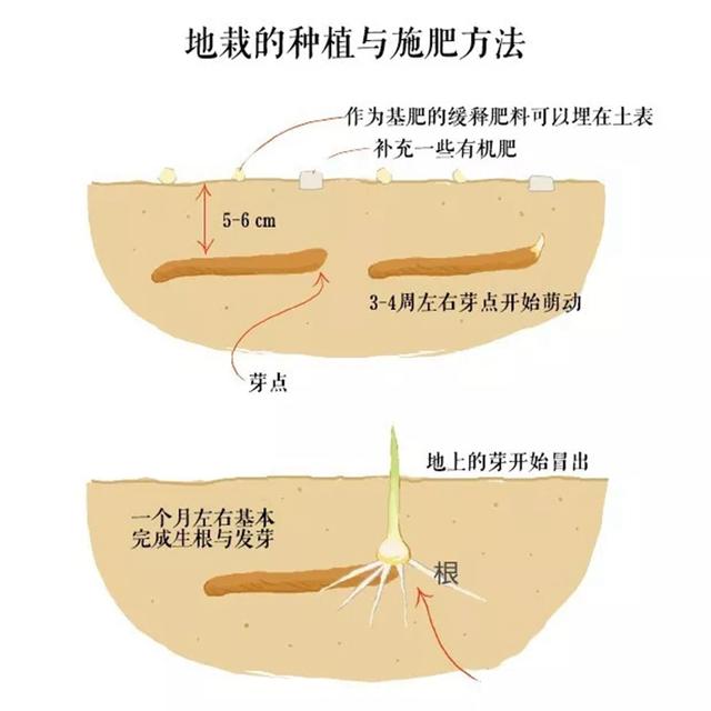 嘉兰百合开花少，花苞多10倍