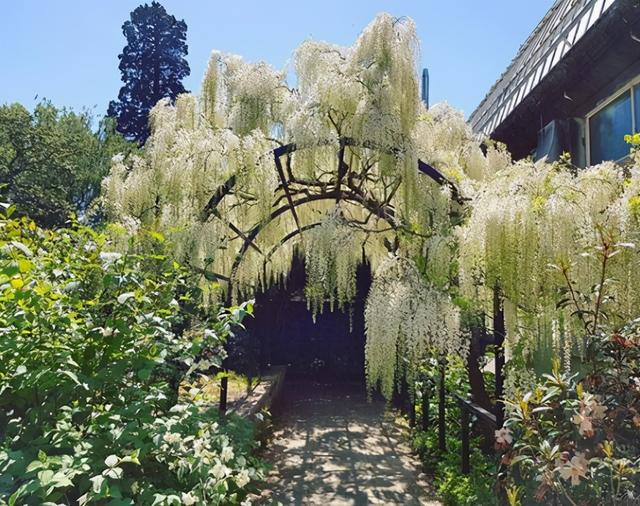 紫藤怎么养才能开花，不养一盆就太可惜了