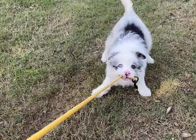 撿到一隻邊牧幼犬，養了一晚上，終於明白了它被遺棄的原因 萌趣萌寵 第4张