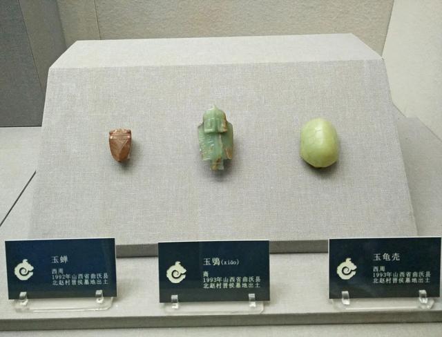 蝉一共有几种种类，青岛当地叫“截流”。主要有三种