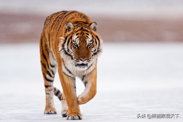 介绍一下老虎百兽之王，百兽之王是老虎还是狮子