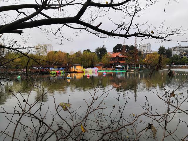 昆明海鸥最佳观赏地，去海埂大坝看海鸥前