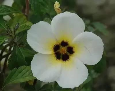 花语代表治愈的花，100种花的花语养养眼