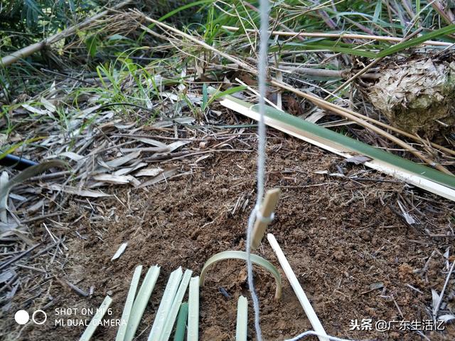 山鸡散养怎么建鸡舍，野外大山里套野山鸡