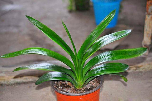 君子兰的花，君子兰一直是热门花