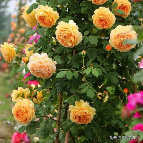 什么花最好养又好看又容易活，6种花号称十大名花