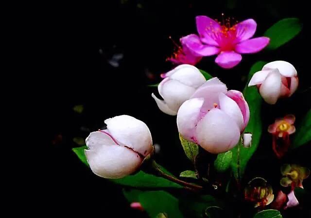 桃金娘花海，桃金娘夏日花开