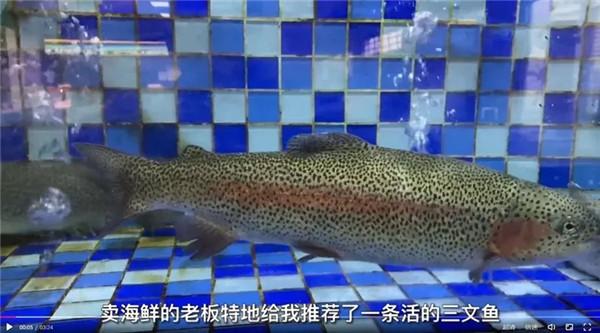 三文鱼和虹鳟鱼的区别看外观，连农国栋师傅都弄错的问题