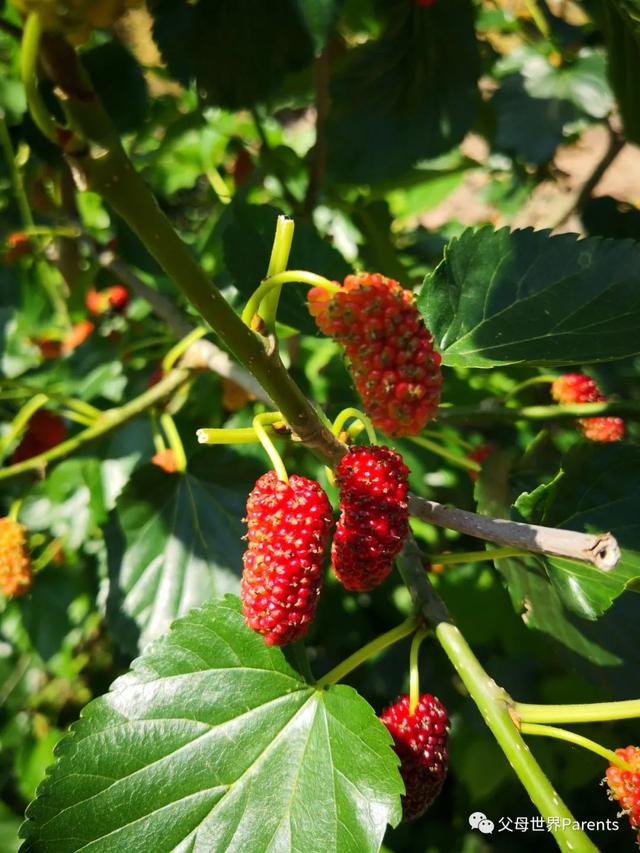 多吃水果对身体不好，就可能会“吃”出这些病来