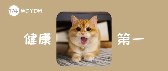 肥胖的猫(肥胖的猫简笔画)