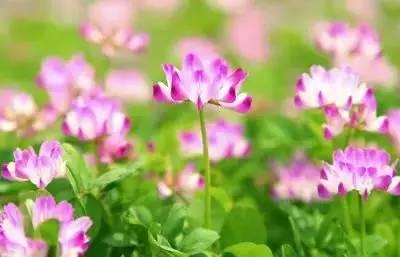 花语代表治愈的花，100种花的花语养养眼