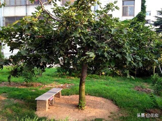 北方适合种植的无花果品种，耐寒又好吃的无花果品种