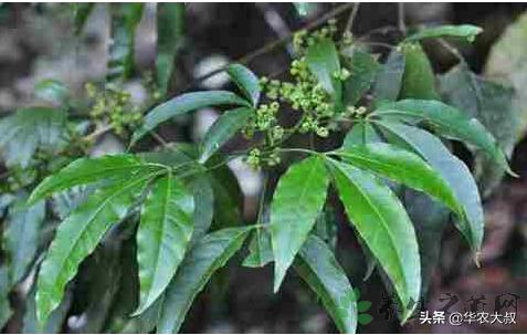 广东凉茶有哪些种类，再看10种广东凉茶的主要野生植物原料