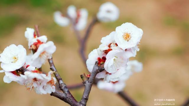 蜡梅与腊梅的区别，蜡梅是梅花吗究竟是（腊梅花与蜡梅有什么区别）