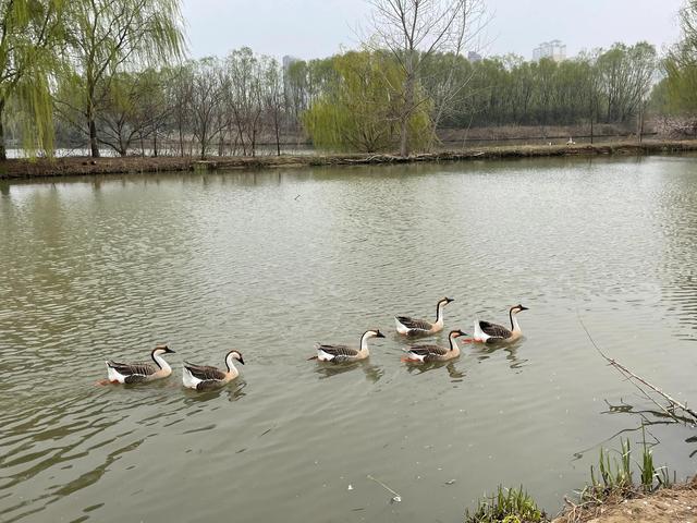 沾衣欲湿杏花雨的下一句，沾衣欲湿杏花雨后面一句是什么（吹面不寒杨柳风。诗句常被引用）