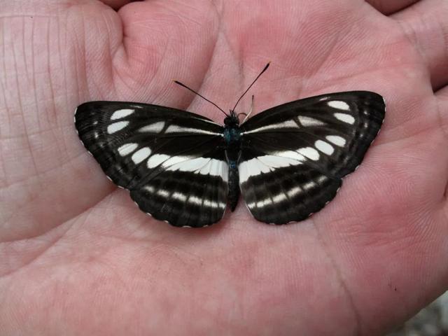 最常见的蝴蝶有哪几种，夏日赏蝶正当时