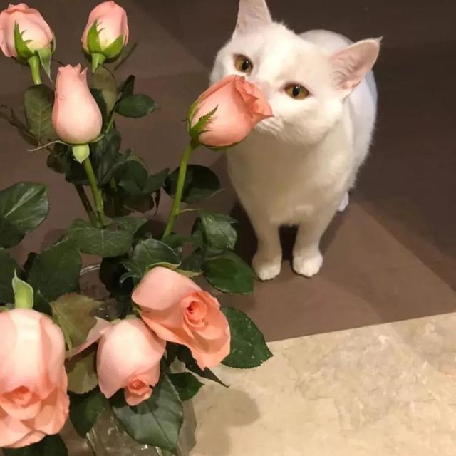 白色公猫起名字大全可爱，给宠物猫取名字大全俏皮温馨顺口好听-可爱点