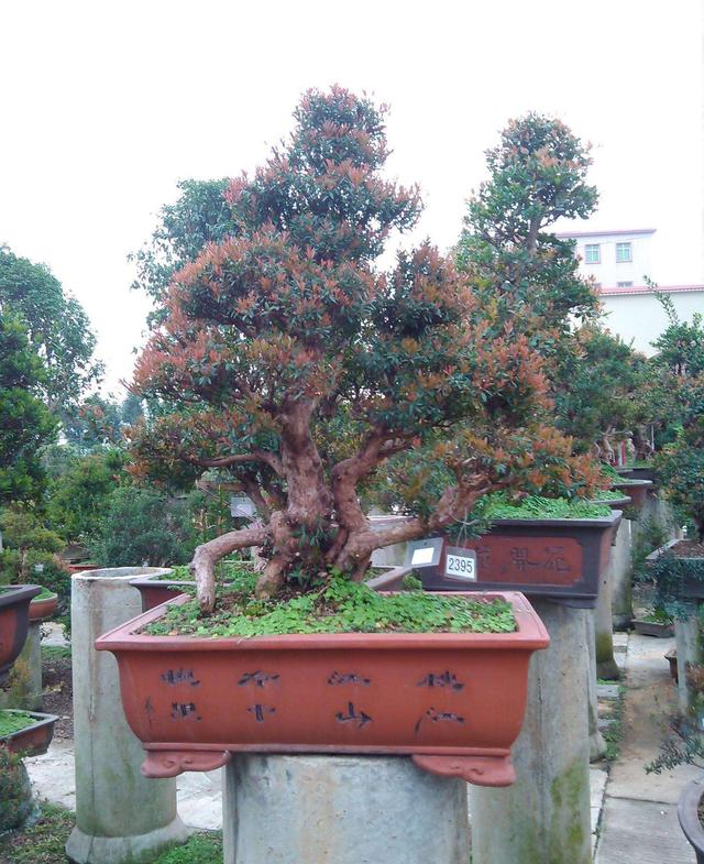 赤楠盆景怎么养，小赤楠盆景怎么养（制作中有哪些细节要注意）