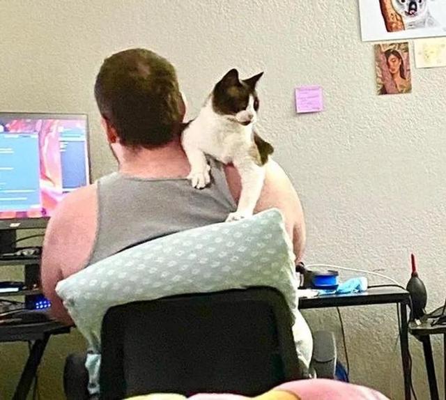 并不是所有人都适合养猫咪，有一部分人根本不适合养喵