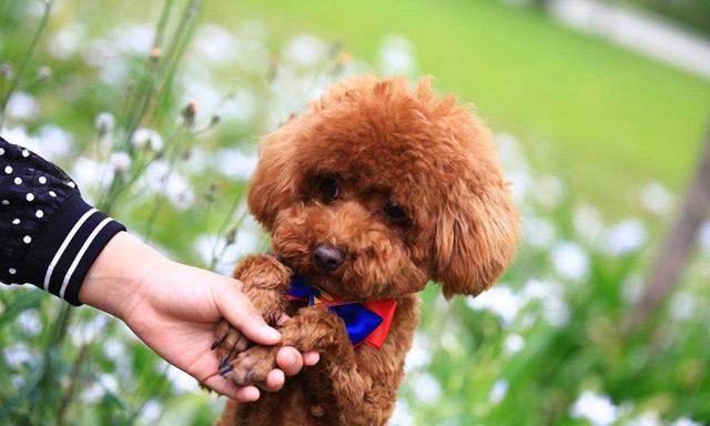 适合家养的小型犬，适合家养的小型犬哪些比较好呢（受欢迎的10种小型犬）