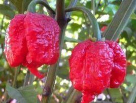 世界辣椒辣度排名，世界上最辣的辣椒十大排名（世界十大最辣辣椒）