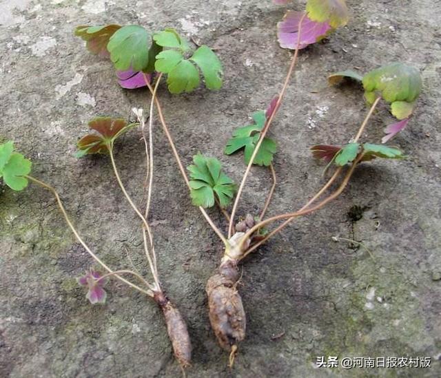 千年老鼠屎也能换钞票，土里长的千年老鼠屎