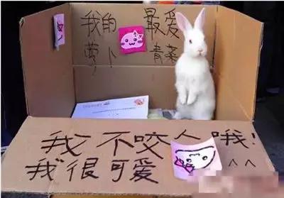兔子急了也会咬人，千万别把对手逼上绝路》