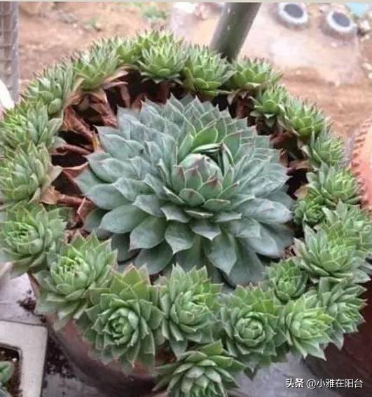 买回来的小多肉怎样从小养到爆盆，这4种多肉最好养活
