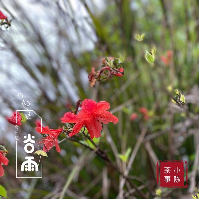 明前茶和雨前茶的区别，什么是明前茶什么是雨前茶（明前茶和雨前茶有什么区别）
