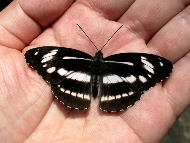 最常见的蝴蝶有哪几种，夏日赏蝶正当时