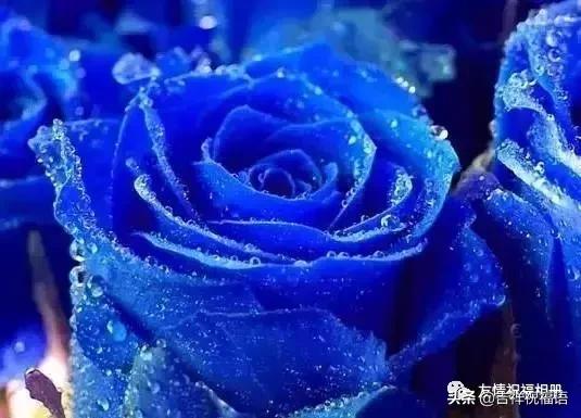 情人节送媳妇什么礼物今天情人节,520玫瑰送给群里朋友,祝你们情人节快乐,永远