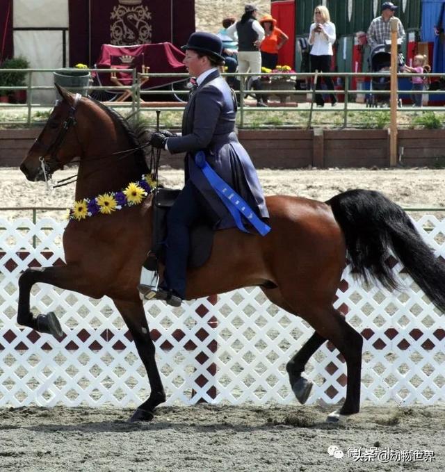 世界十大品种名马，世界上最强的五种马