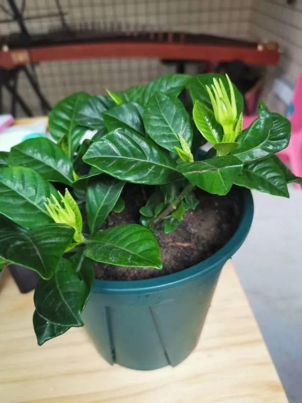 20种常见的扦插方法，扦插有啥难1根吸管