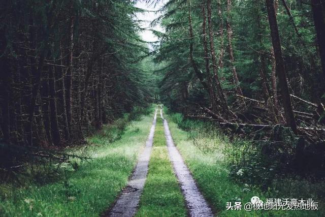 适合地热的实木地板板材，极地阳光带你探索深山选择发热地板的好木材