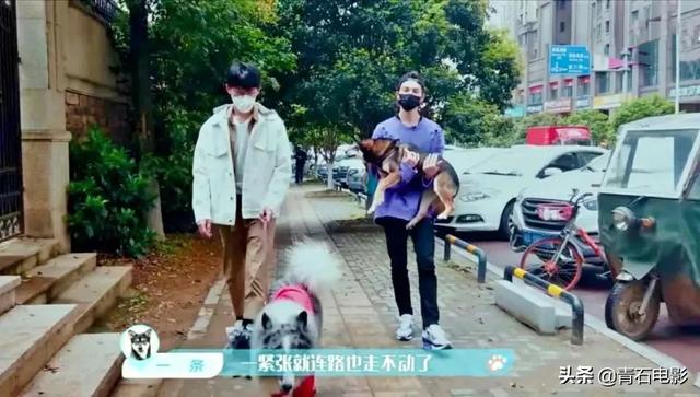 朱正廷养宠物综艺，朱正廷、张雨剑与流浪狗同居的节目