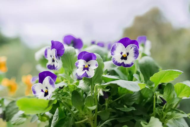 秋天最常见的花，秋天常见的100种粉色花（秋天可以入手的花草清单）