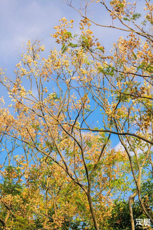 莲花山公园 网红打卡地，莲花山公园又红了