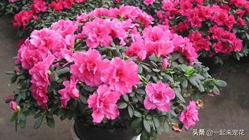 茶水可以浇花吗，茶水浇花的正确方法