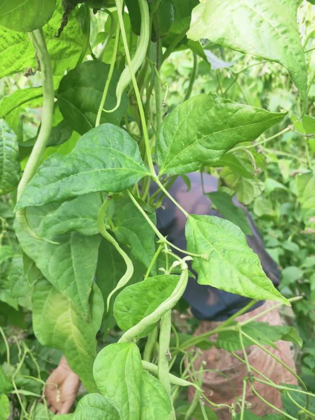 蓟马，蓟马为什么这么防治